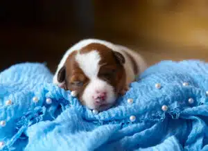CHIOT JACK RUSSELL SOCIALISATION OPTIMALE EVEIL
