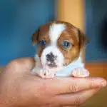 CHIOT JACK RUSSELL SOCIALISATION OPTIMALE EVEIL