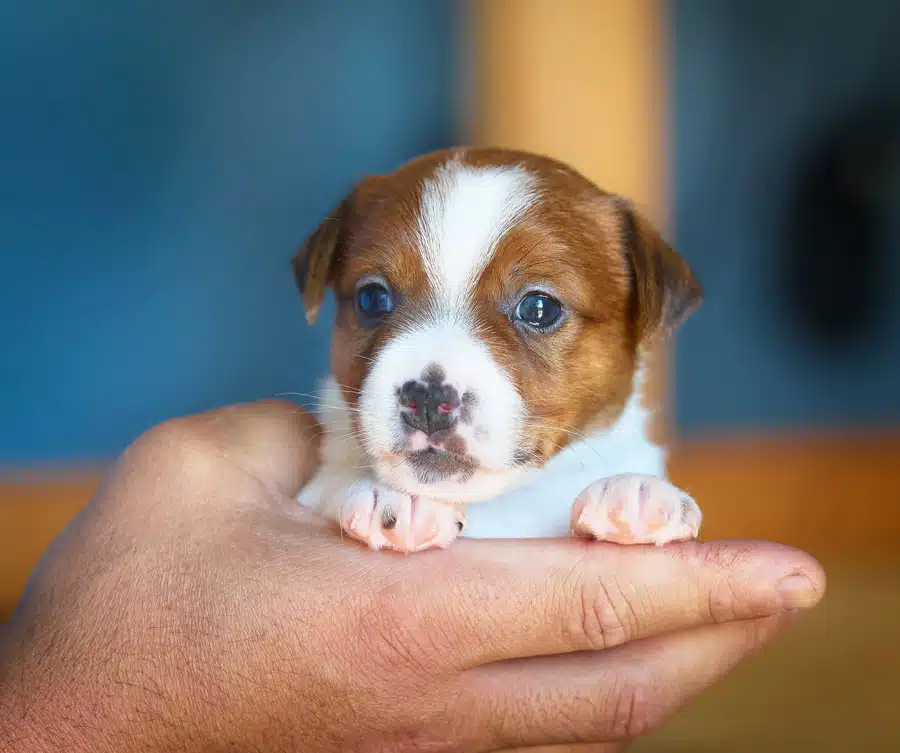 CHIOT JACK RUSSELL SOCIALISATION OPTIMALE EVEIL