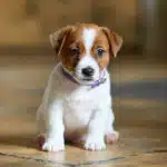 CHIOT JACK RUSSELL SOCIALISATION OPTIMALE EVEIL