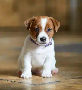 CHIOT JACK RUSSELL SOCIALISATION OPTIMALE EVEIL