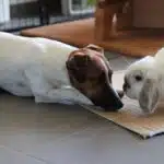 Jack Russell et lapin