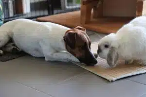 Jack Russell et lapin