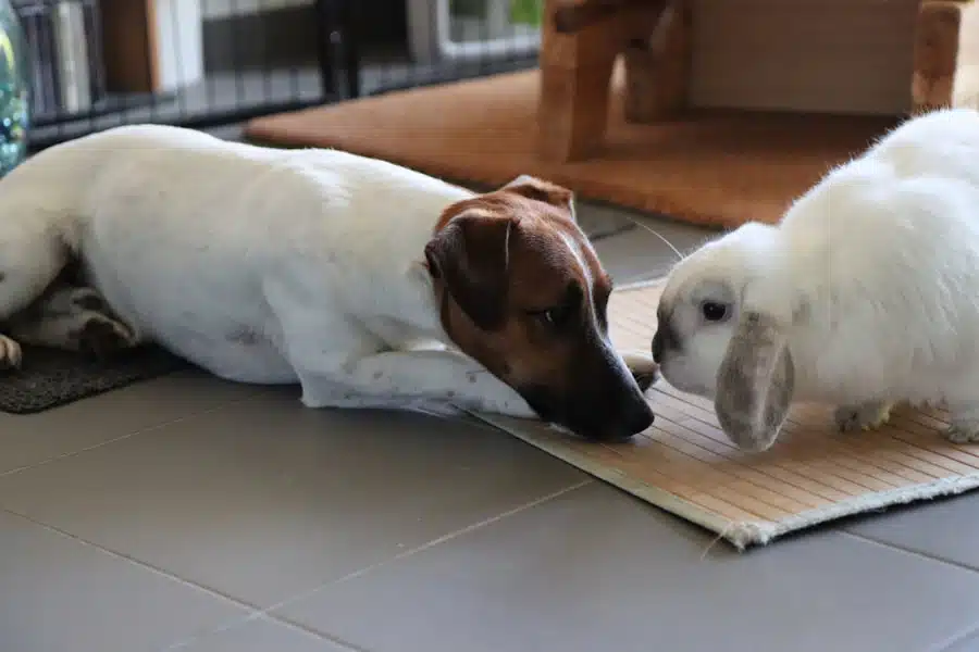 Jack Russell et lapin