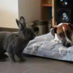 Jack Russell et lapin