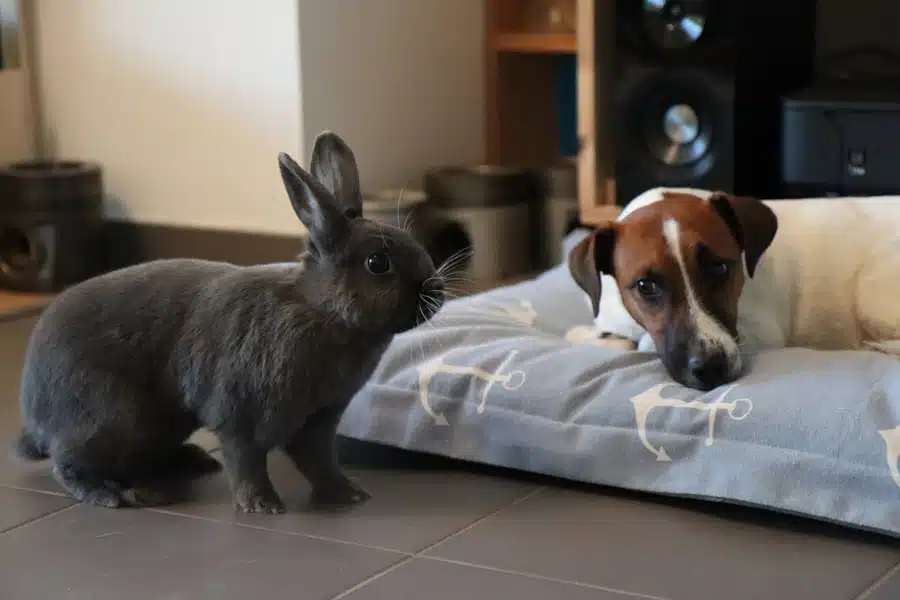 Jack Russell et lapin