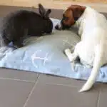 Jack Russell et lapin
