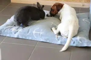 Jack Russell et lapin
