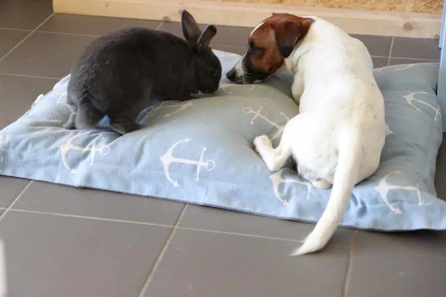 Jack Russell et lapin