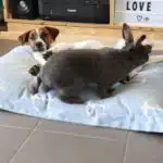 Jack Russell et lapin