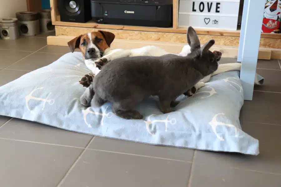 Jack Russell et lapin