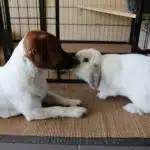 Jack Russell et lapin