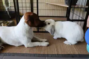 Jack Russell et lapin