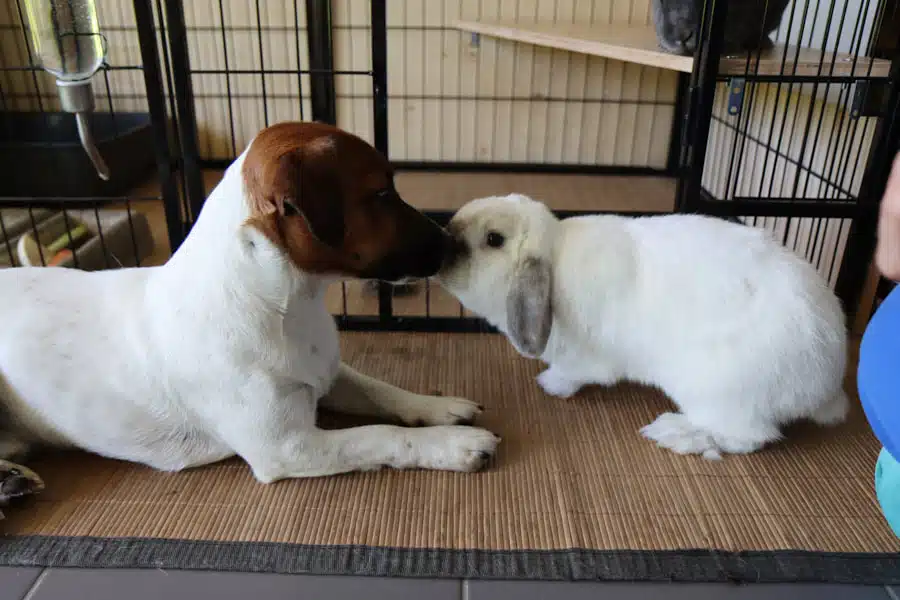 Jack Russell et lapin