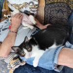 chiot jack russel et chat