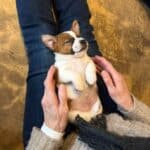 sociabilisation chiot