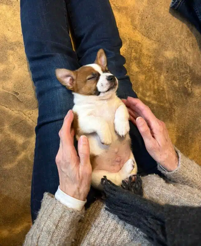 sociabilisation chiot