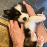 sociabilisation chiot