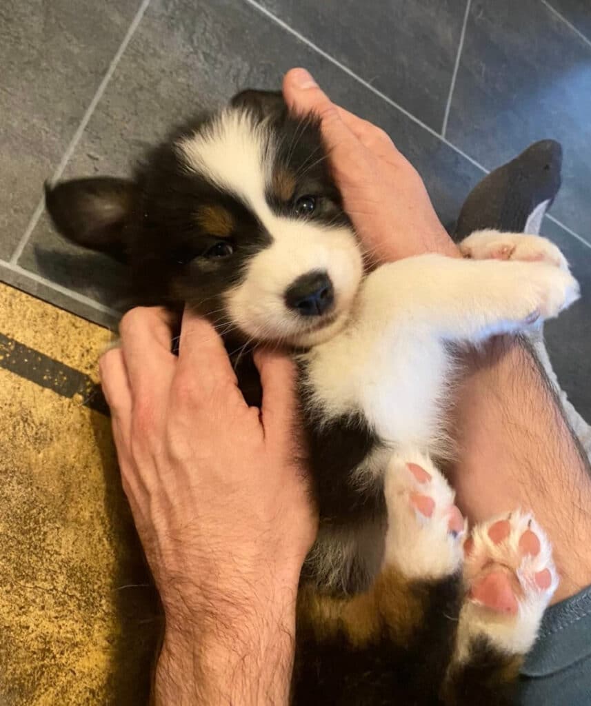 sociabilisation chiot