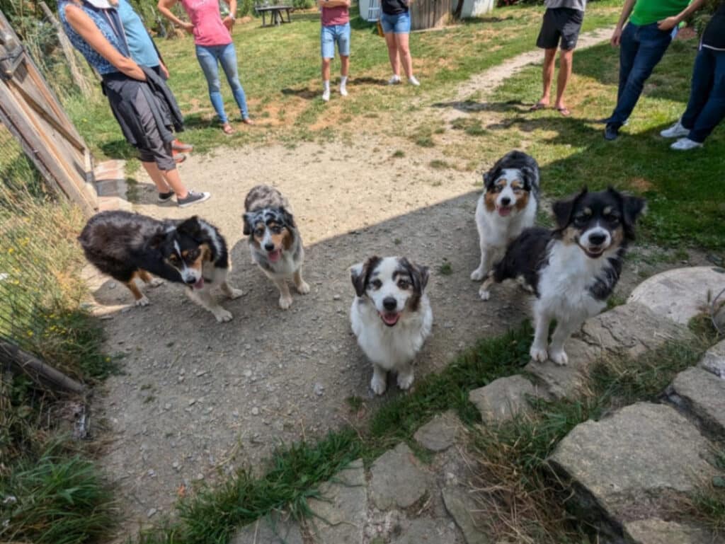 sociabilisation chiot