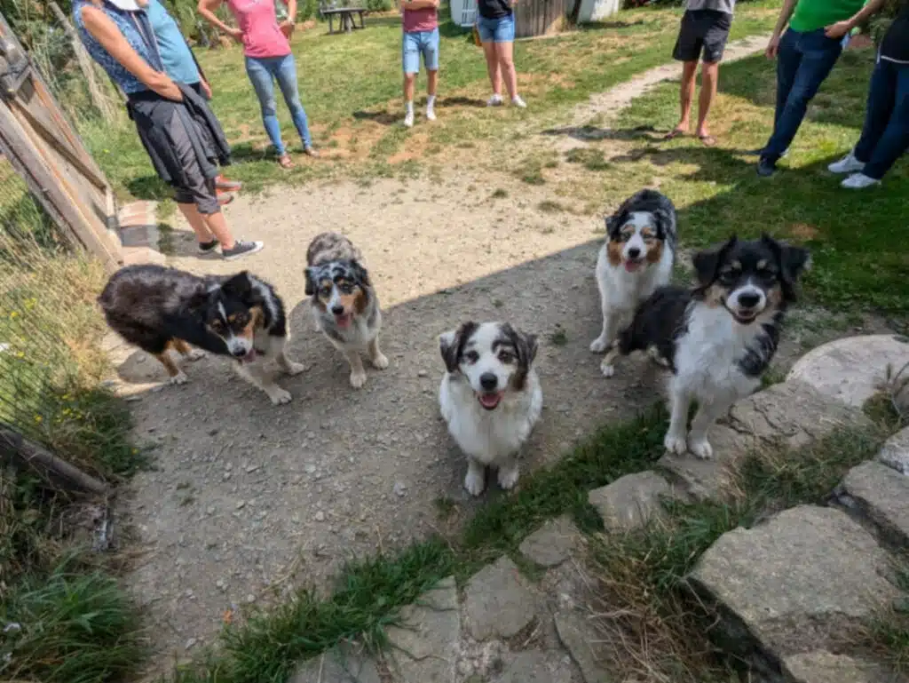 sociabilisation chiot