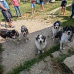 sociabilisation chiot