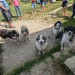 sociabilisation chiot