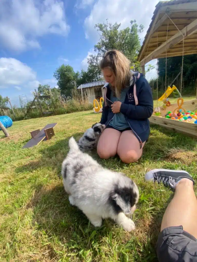 sociabilisation chiot