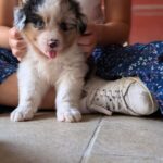 sociabilisation chiot