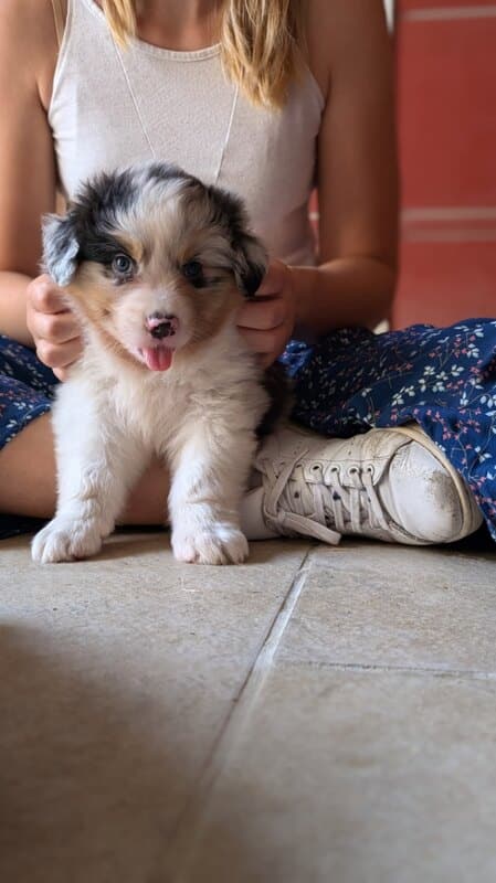 sociabilisation chiot