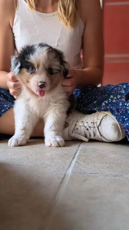 sociabilisation chiot