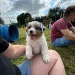 sociabilisation chiot