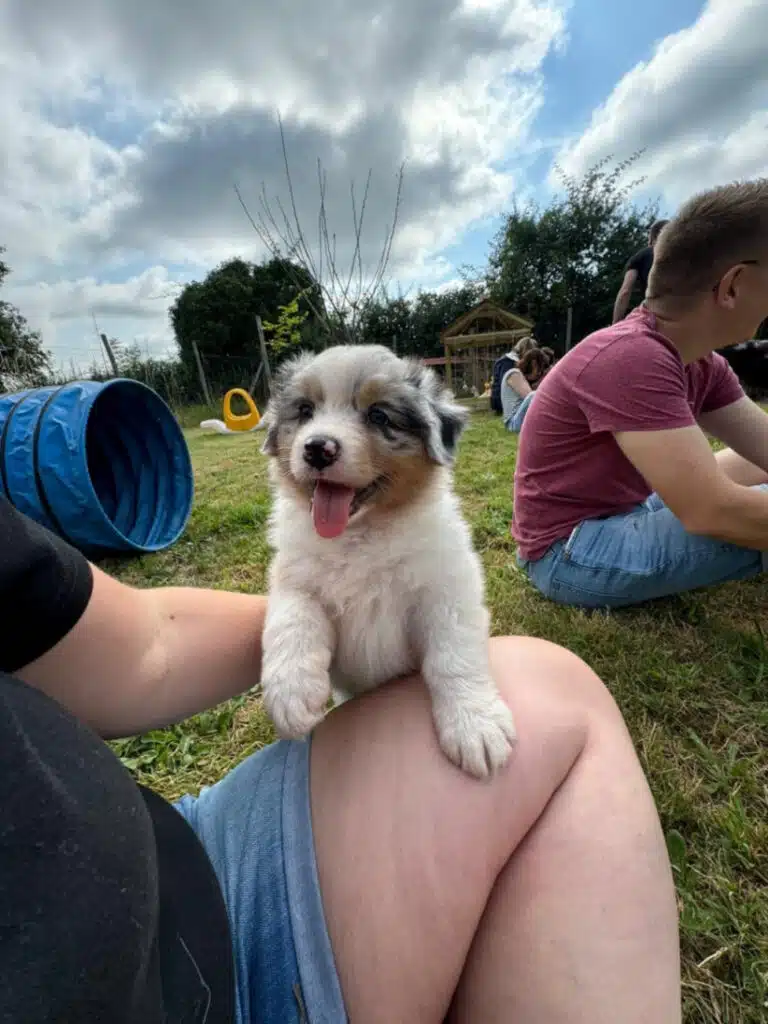 sociabilisation chiot