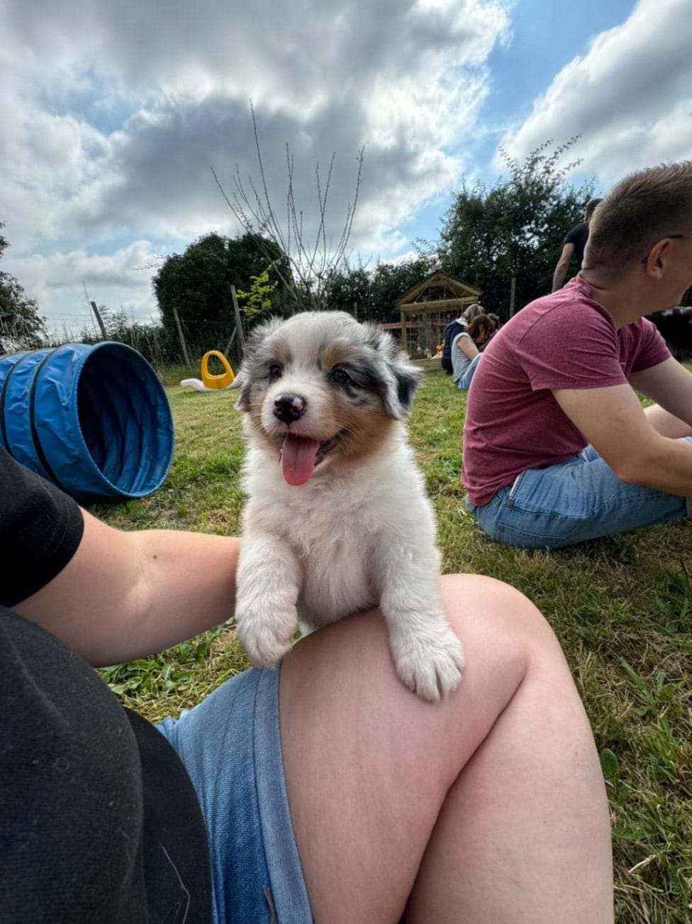 sociabilisation chiot