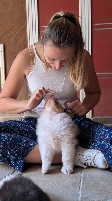 sociabilisation chiot