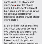 avis élevage berger australien