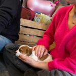 sociabilisation chiot