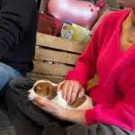 sociabilisation chiot