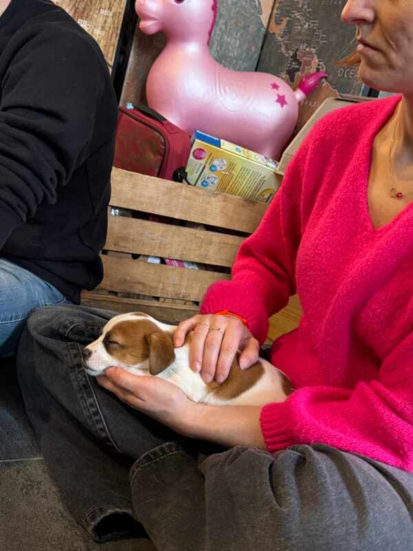 sociabilisation chiot