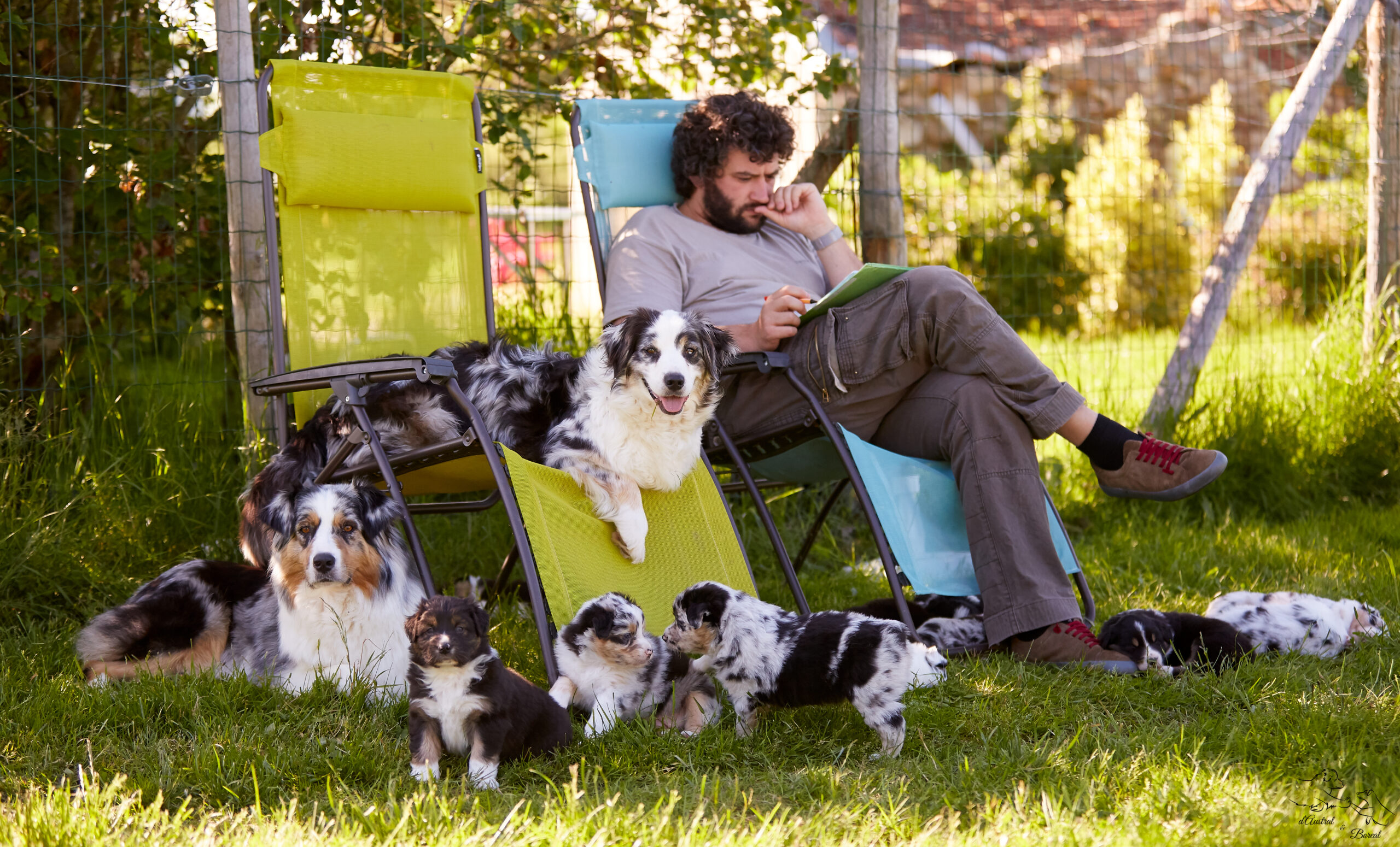 eveil du chiot sociabilisation berger australien