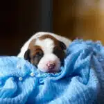 CHIOT JACK RUSSELL SOCIALISATION OPTIMALE EVEIL