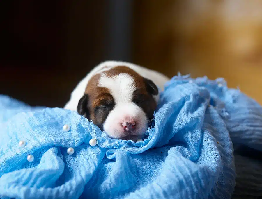 CHIOT JACK RUSSELL SOCIALISATION OPTIMALE EVEIL