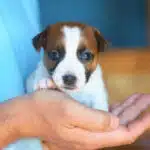 CHIOT JACK RUSSELL SOCIALISATION OPTIMALE EVEIL