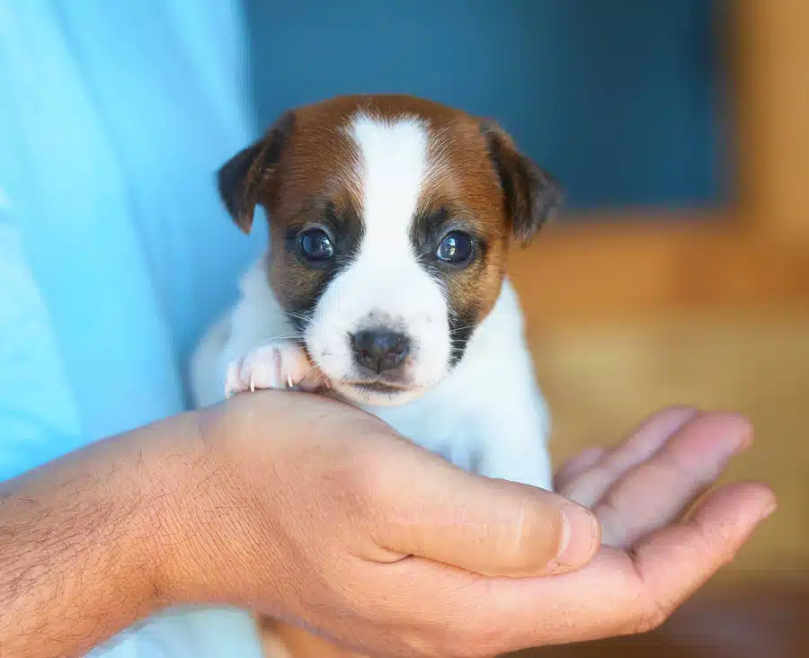 CHIOT JACK RUSSELL SOCIALISATION OPTIMALE EVEIL