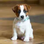 CHIOT JACK RUSSELL SOCIALISATION OPTIMALE EVEIL