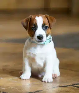 CHIOT JACK RUSSELL SOCIALISATION OPTIMALE EVEIL