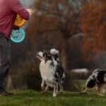 elevage austral et boreal