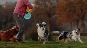 elevage austral et boreal