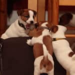 elevage austral et boreal