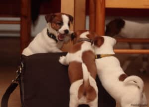 elevage austral et boreal